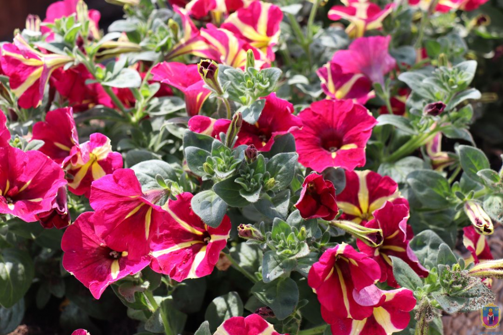 у покрові висаджують квіти - зображення 6